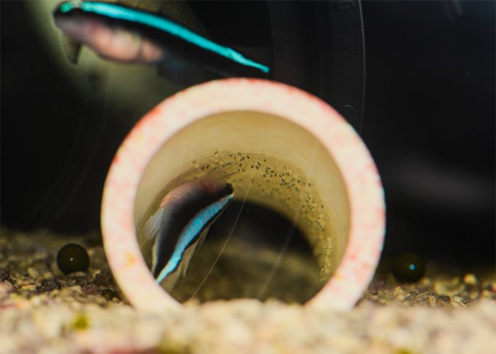 Gobies